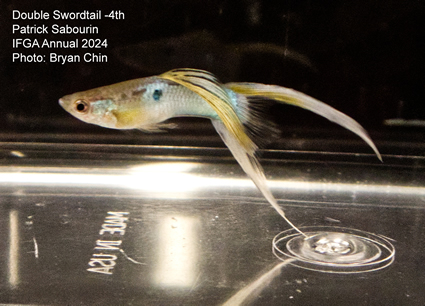 guppy swordtail double